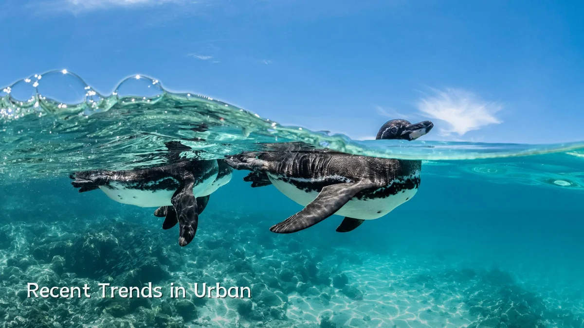 Recent Trends in Urban